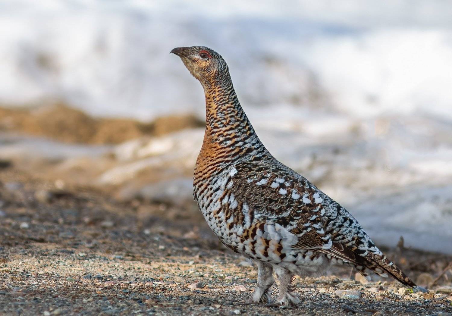 копалуха, самка глухаря,глухарка,север,весна,природа,коми,анималистика,кенон,фотоохота,kapalua, the female of grouse,glukharka,north,spring,nature,komi,animal,canon,wildlife photography,, Игорь Триер