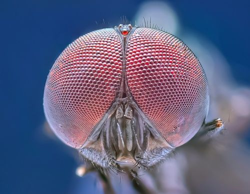 Portrait of bottle fly