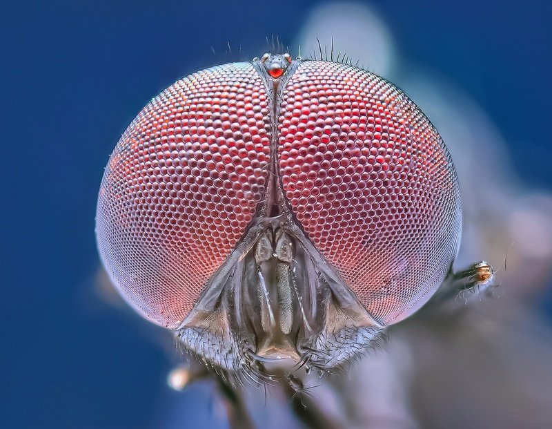 macro wildlife closeup insects spiders Portrait of bottle fly фото превью