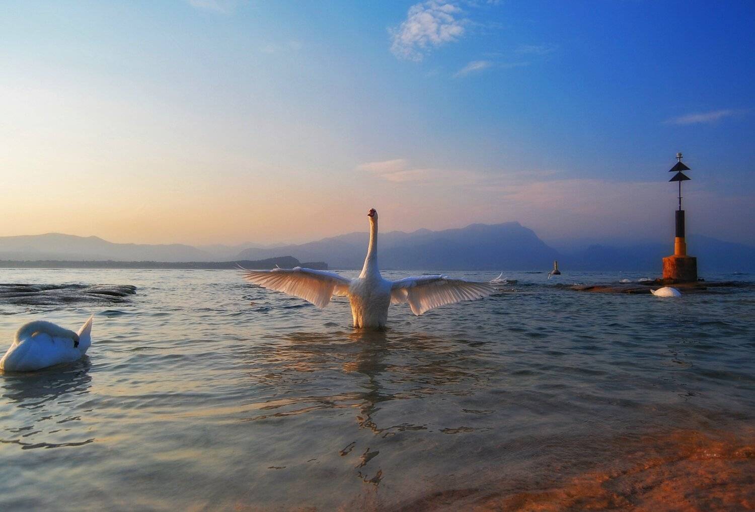 лебедь, swan, Исаков Дмитрий