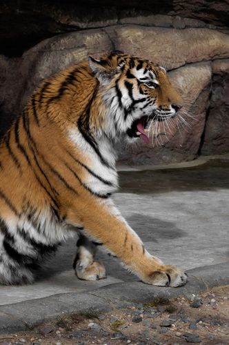 Panthera tigris altaica