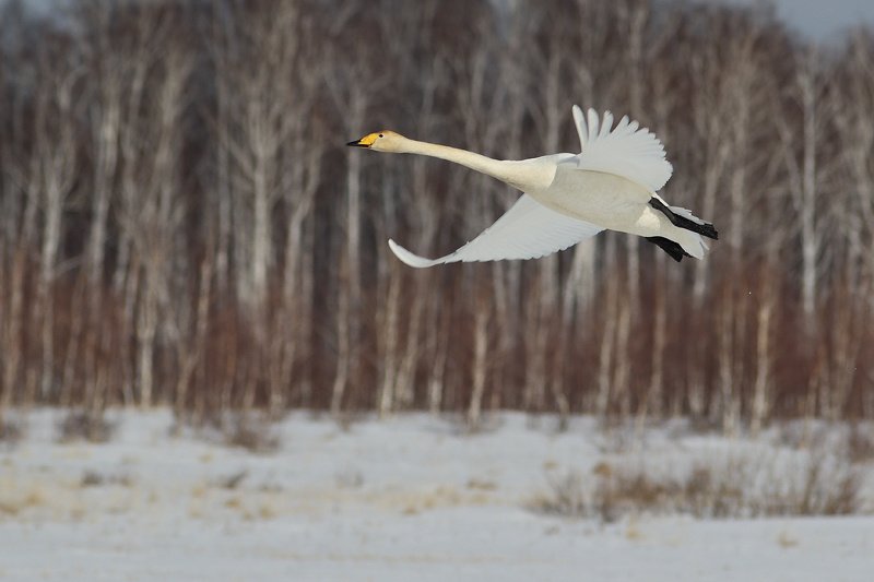 Мартовская  фото превью