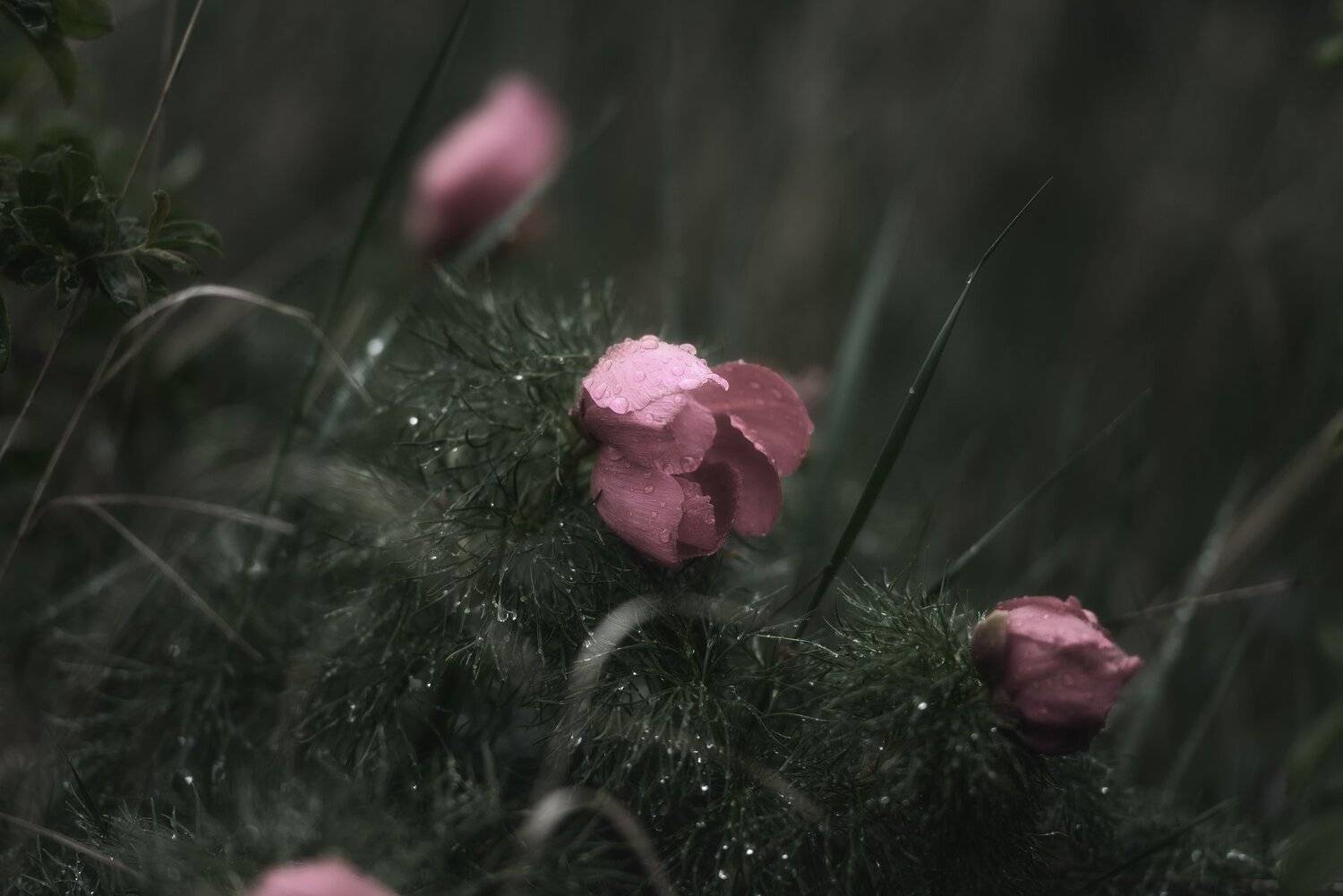 , Oleg Feofanov