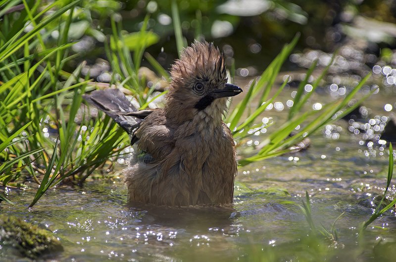 Сойка фото превью
