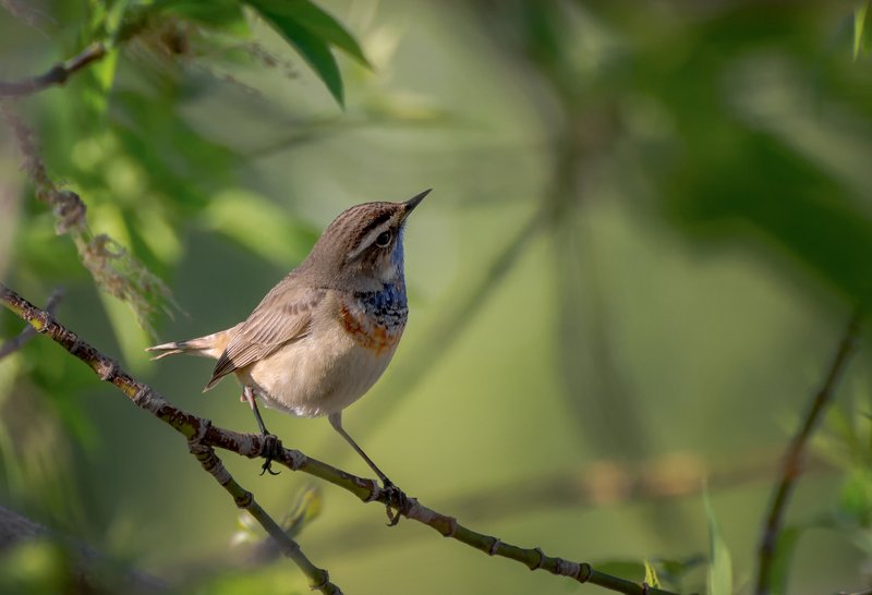 птица, варакушка, самец, самка, Варакушка.. фото превью