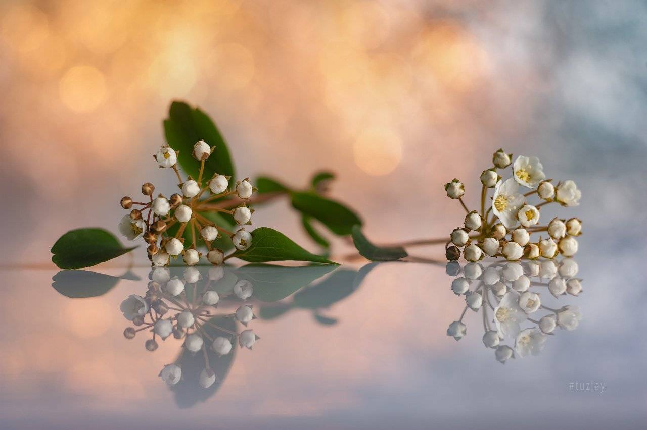 спирея, невеста, листки спиреи, цветок спиреи, лепестки спиреи, бутоны спиреи, гелиос 44, Владимир Тузлай