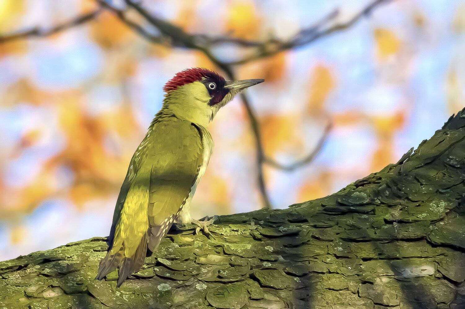 , Krzysztof Kozlowski