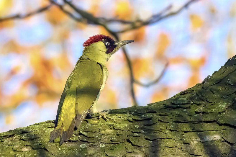 European green woodpecker фото превью