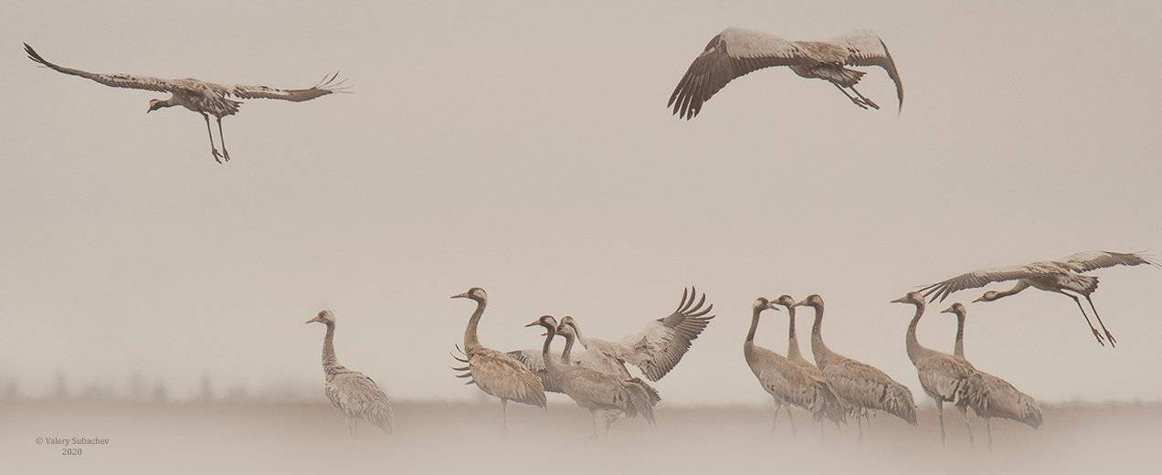 , Валерий Субачев