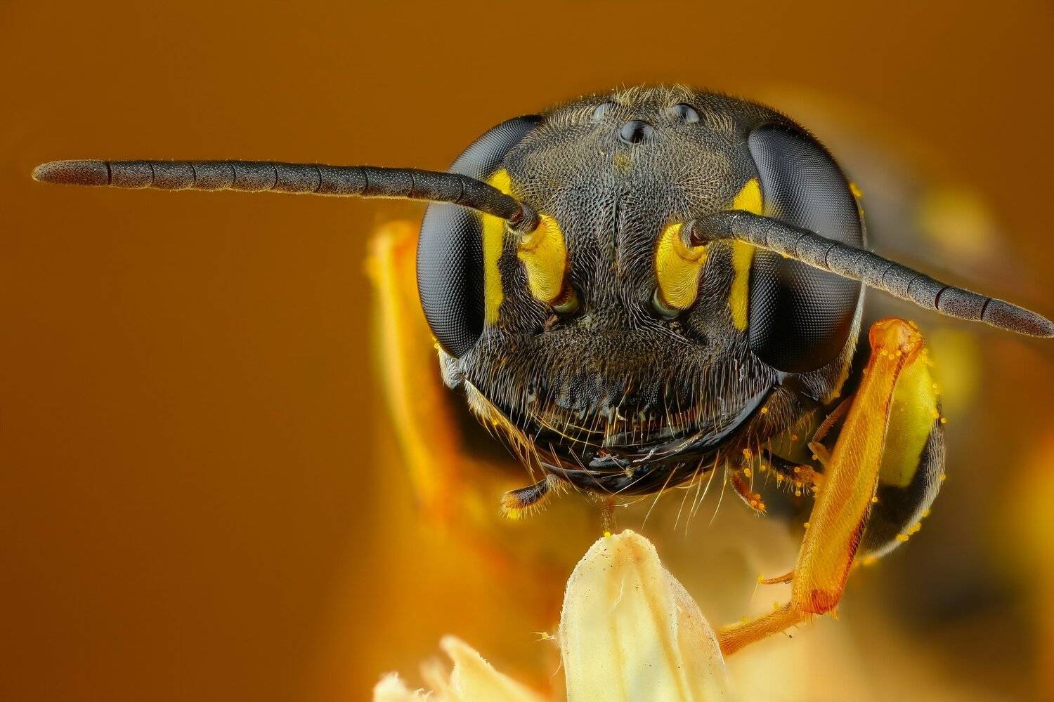 оса,макро,природа,усы,цвет,глаза,портрет,желтый, Андрей Шаповалов