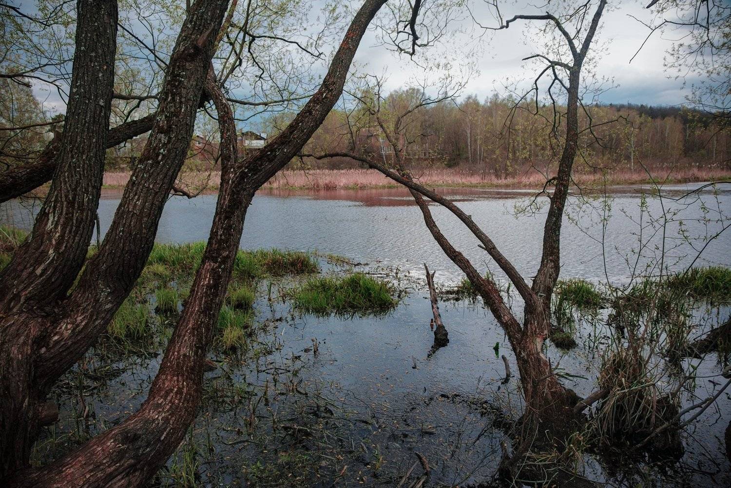 пейзаж, деревья, лес, весна, май, подмосковье, королев, клязьма, день, река, Евгений Кузьмин