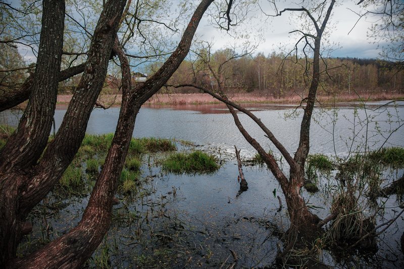 пейзаж, деревья, лес, весна, май, подмосковье, королев, клязьма, день, река р.Клязьма фото превью
