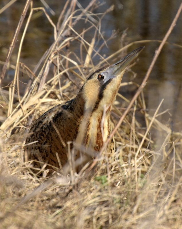 листопад Весна идет фото превью