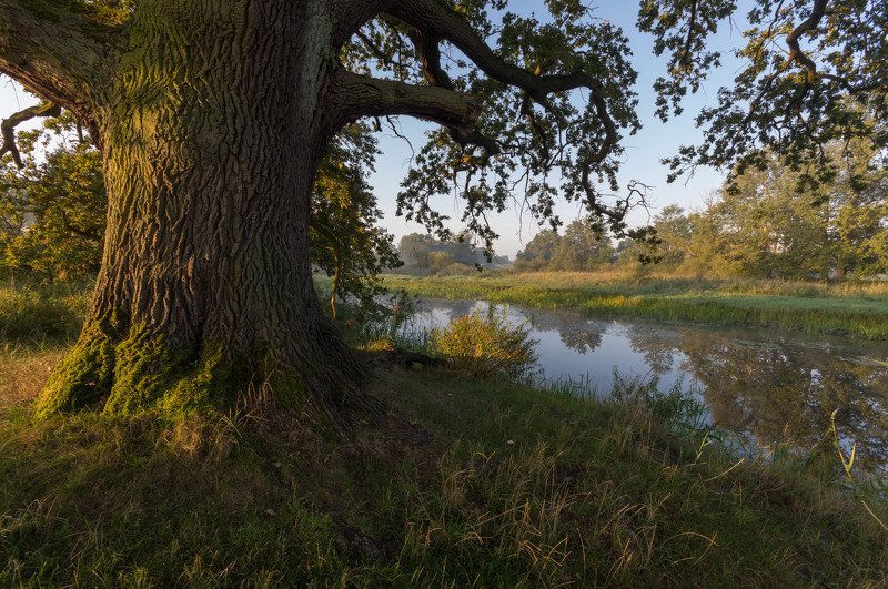 Rogalin Landscape Park фото превью