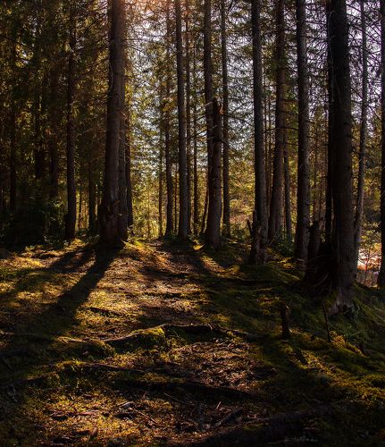 Лесная атмосфера