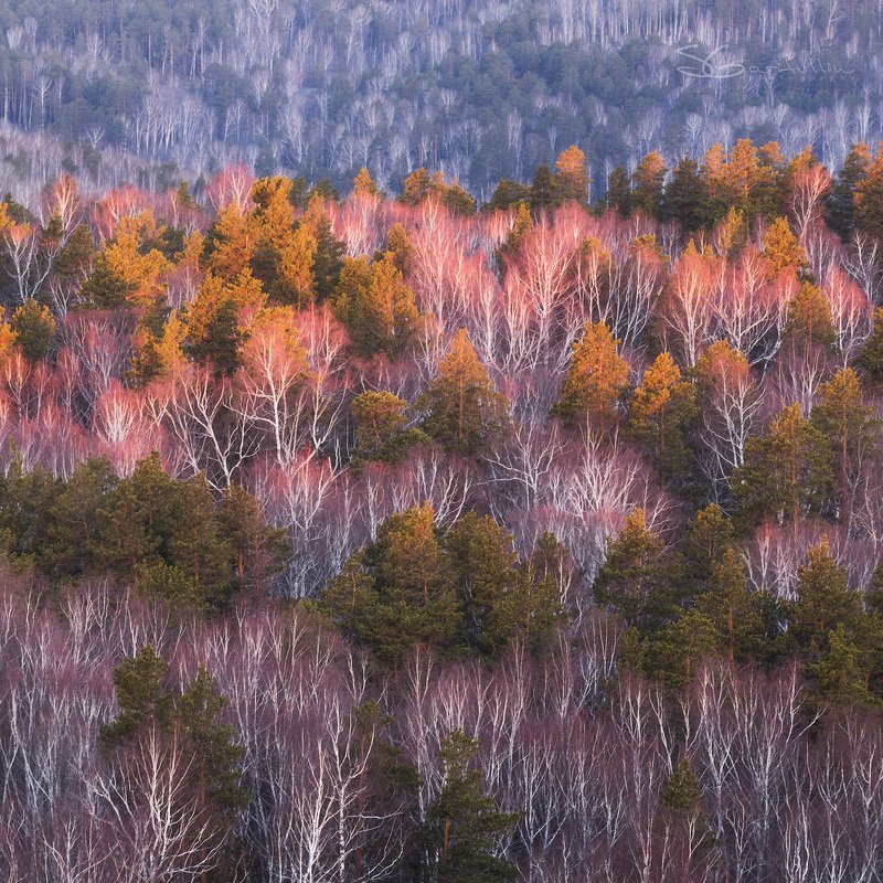 Урал Лес, проснись фото превью