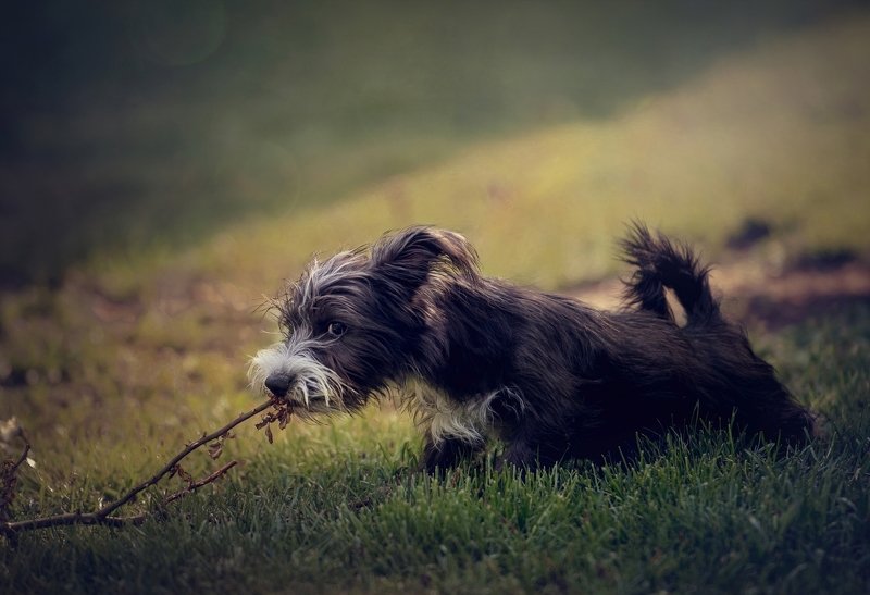 Puppy фото превью