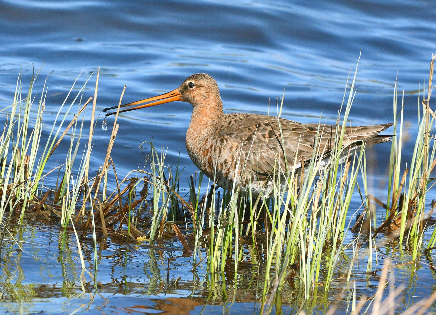 большой веретенник., Михаил Белоусов