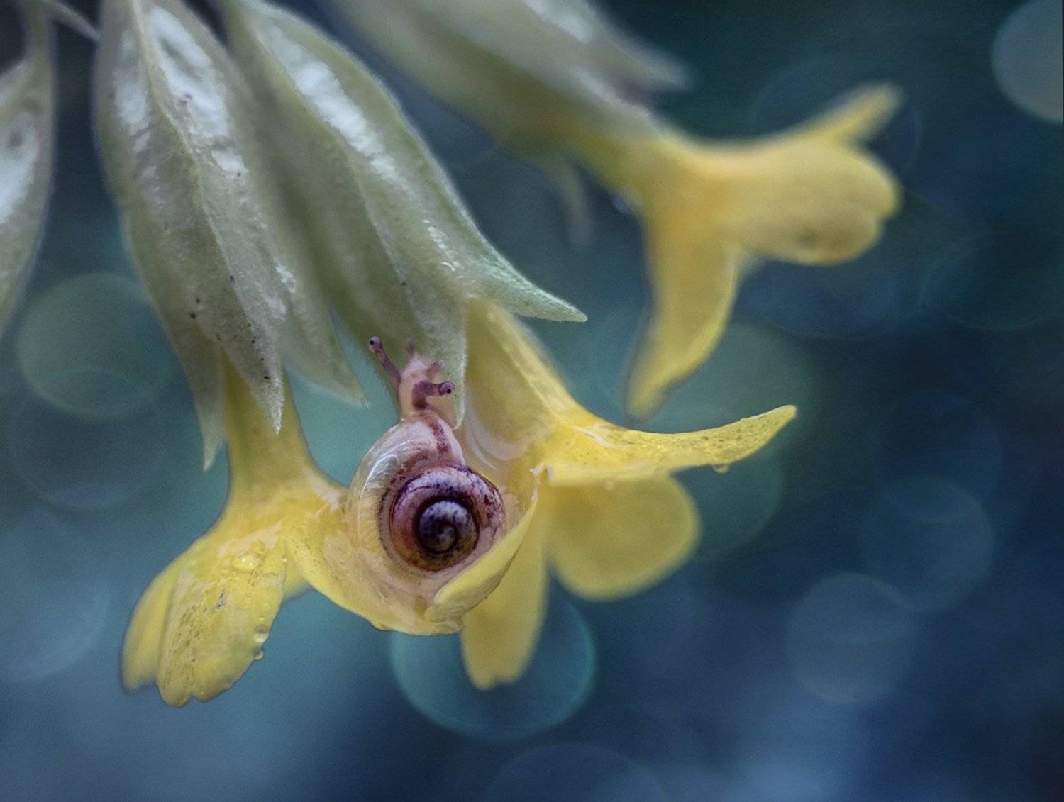 , Баранов Олег