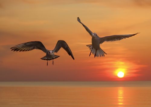 gulls at sunset