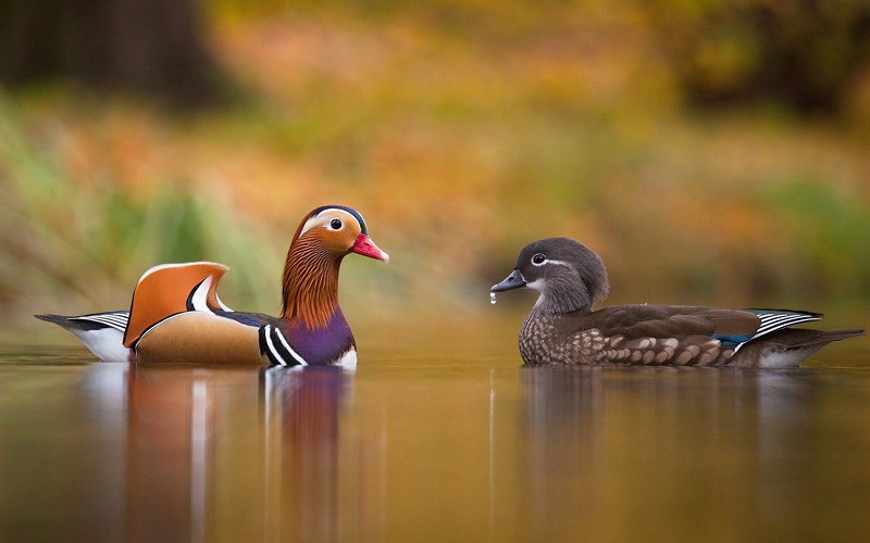 Mandarin duck фото превью