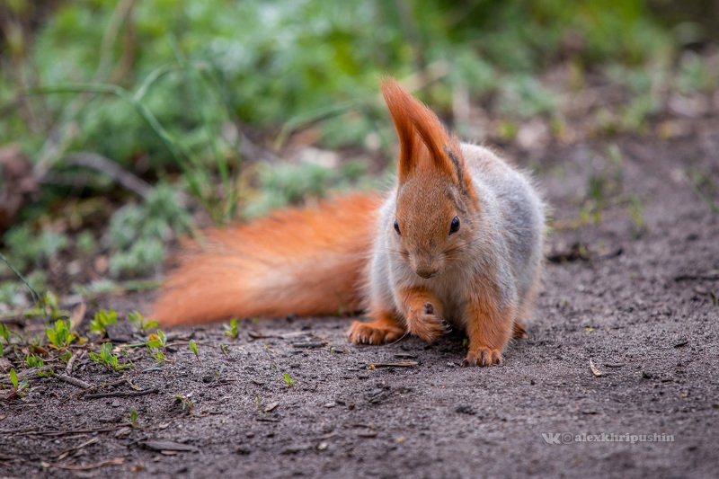 squirrel, forest, hike, nature, animals, spring Forest beauty фото превью