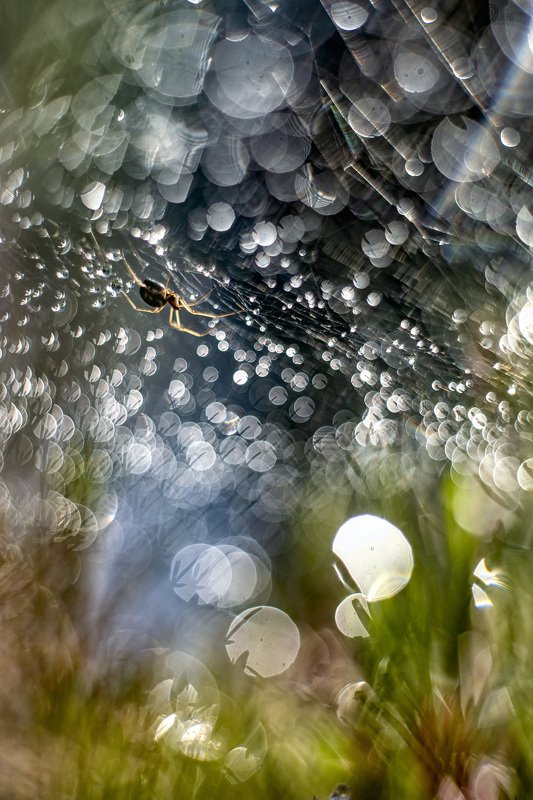 macro, spider, web, bokeh, vintage lens, nature, abstract Cosmos фото превью
