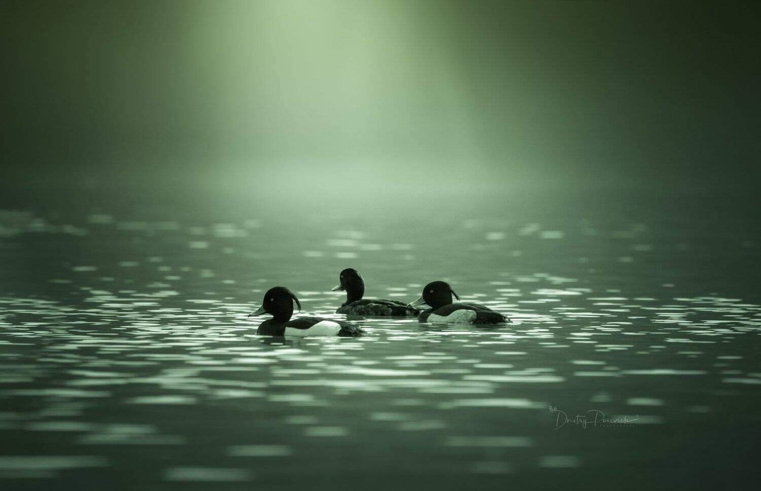 природа, лес, животные, птицы, Дмитрий Посевич