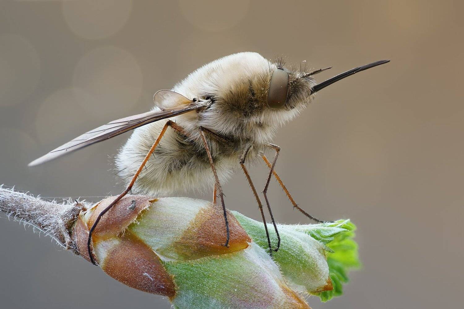 , Кузнецов Дмитрий