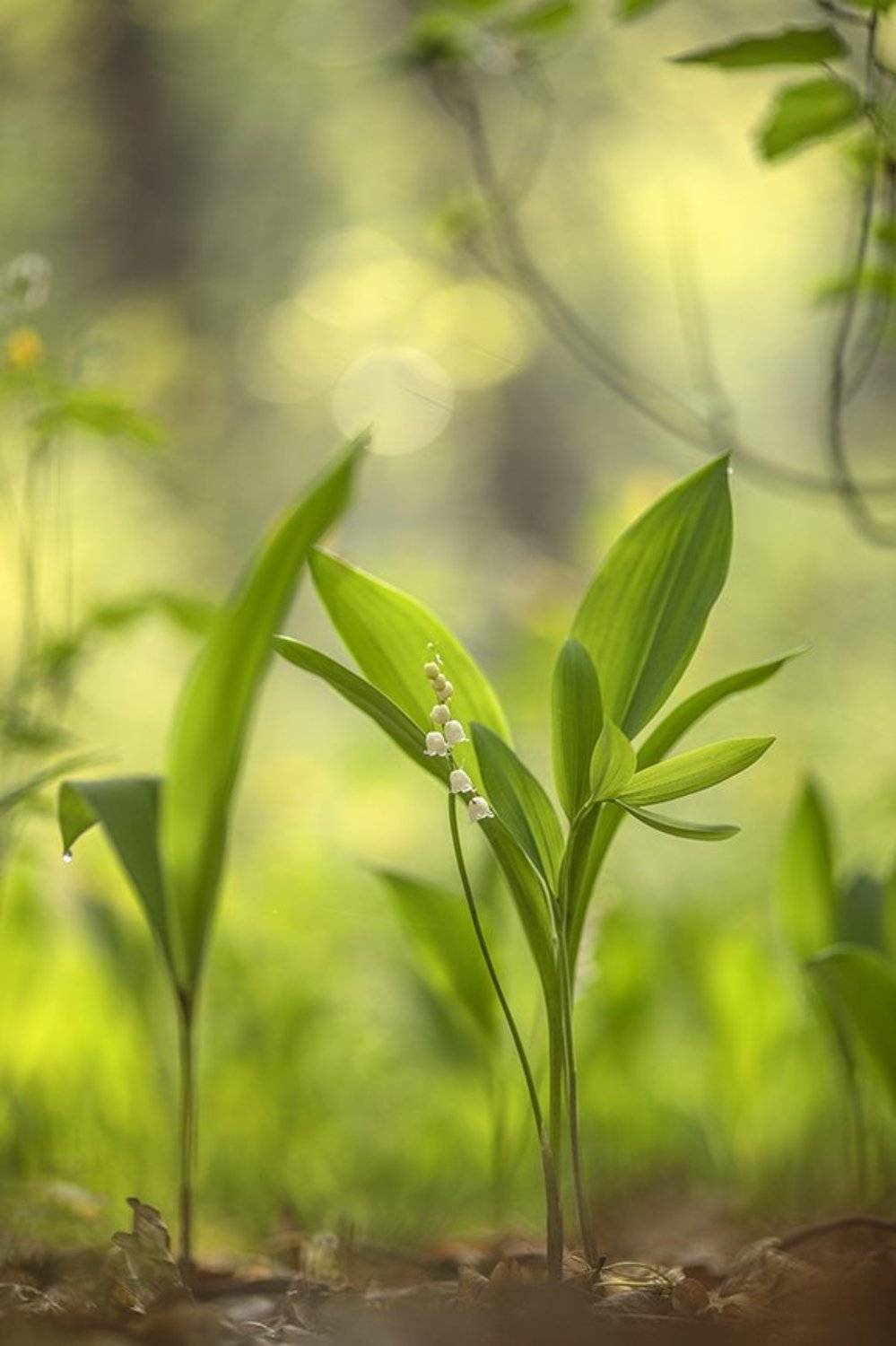 ландыши, цветы, утро, свет, позитив, май, весна. 9 мая, победа, воронеж, геннадий мещеряков, Геннадий Мещеряков
