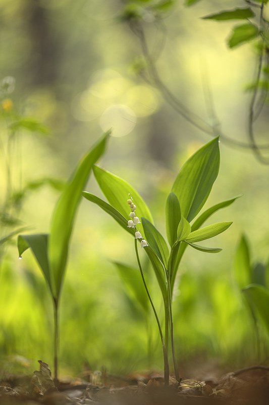 Легендарным утром... фото превью
