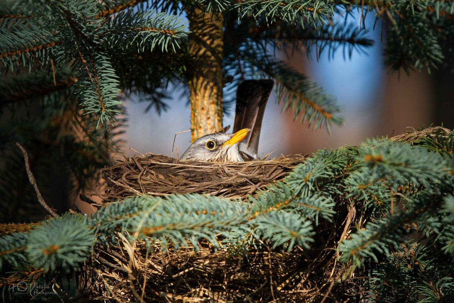 птах, Наталия Поникарова