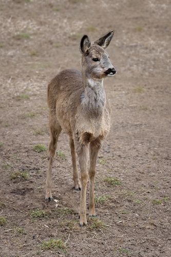 European roe deer