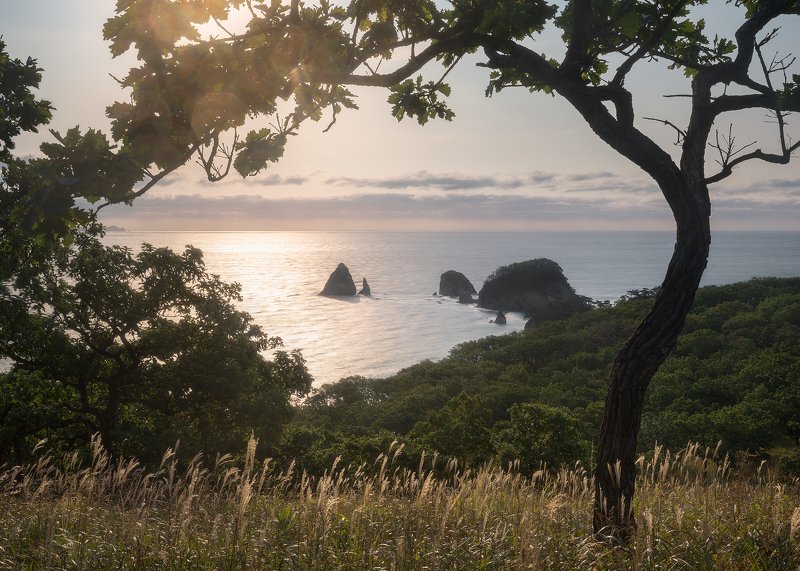 Quercus Dentata фото превью