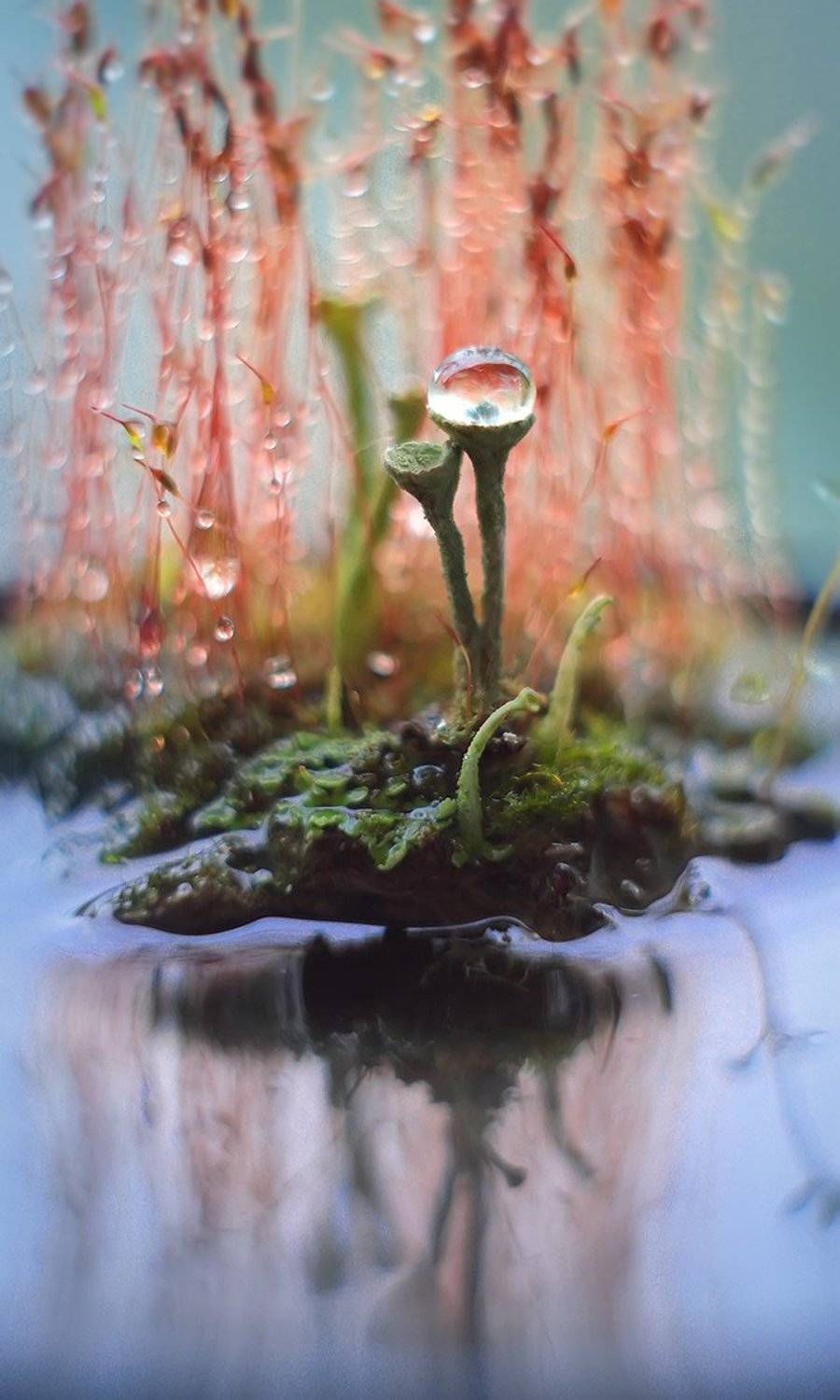 , Галина Горькавая