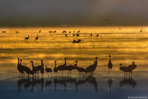 Журавушки в золотом тумане...