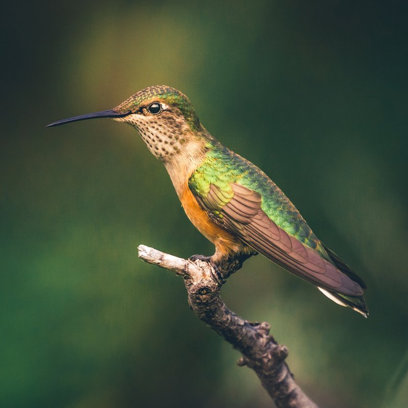 Broad-tailed hummingbird фото превью