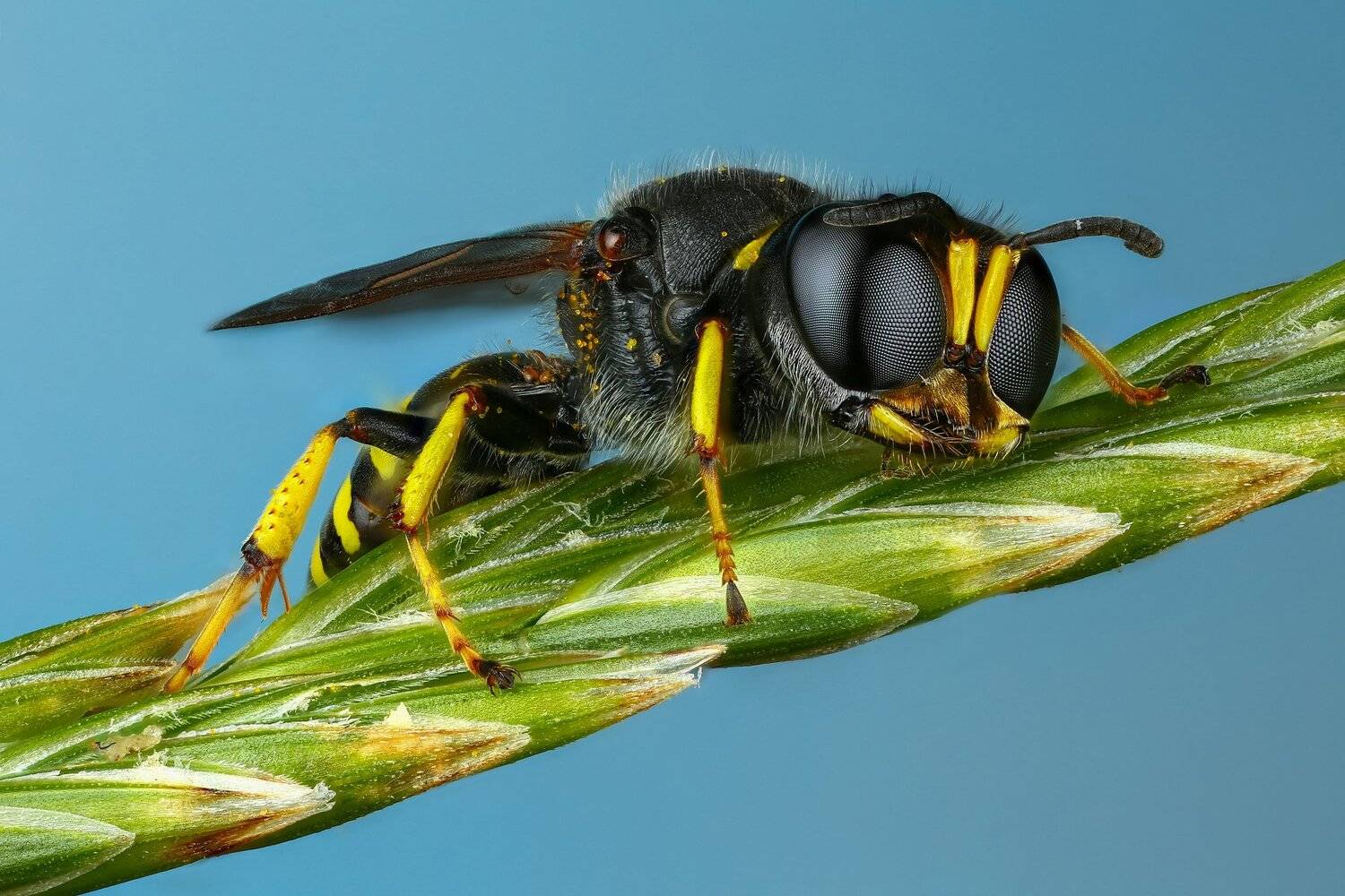 оса,макро,природа,усы,цвет,растение,голубой,зеленый, Андрей Шаповалов