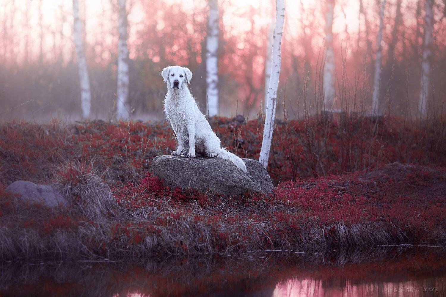 животные, фотограф анималист, собака, petsphotography, animal, закат, природа, Наталья Ляйс
