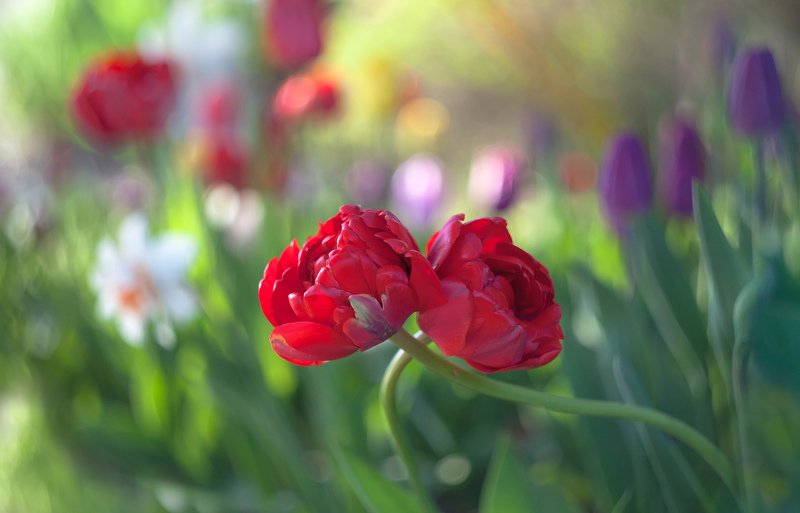 природа,цветы,тюльпаны,весна, Only You... фото превью