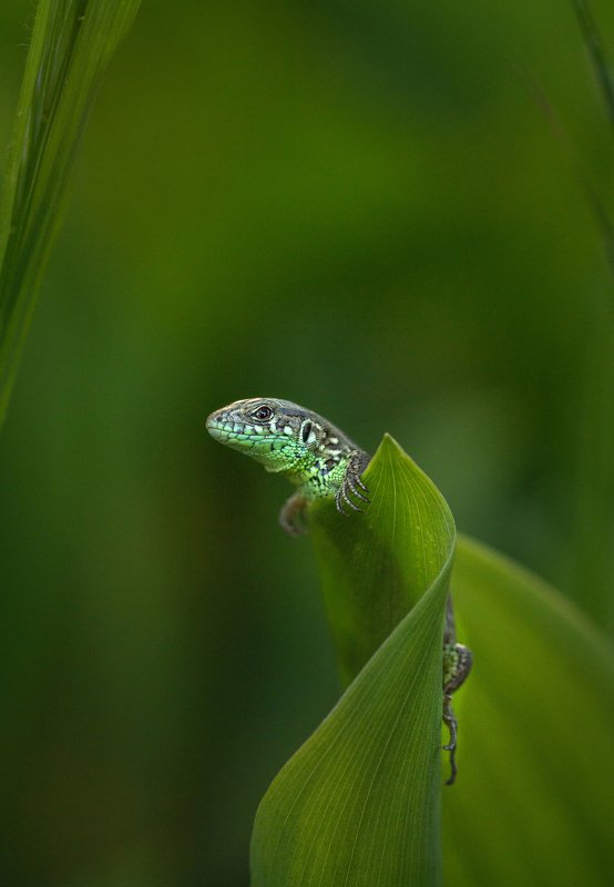 Малыш ящерицы фото превью