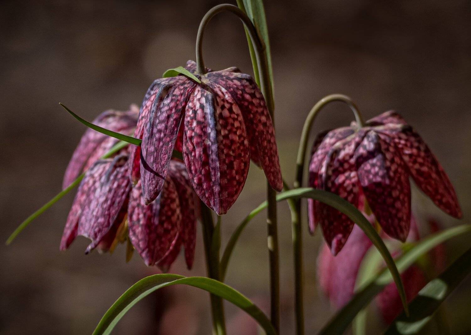 , Курлянцев Алексей