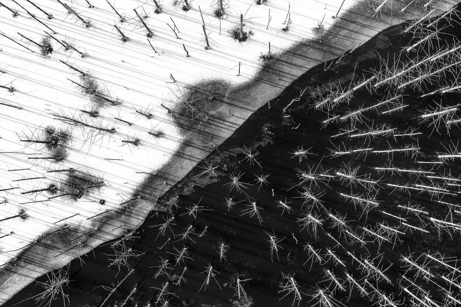 #air #aerial #drone #nature #blackandwhite #abstract #lake #trees #forest #romania #winter #ice #snow #deadtrees, Gheorghe Popa