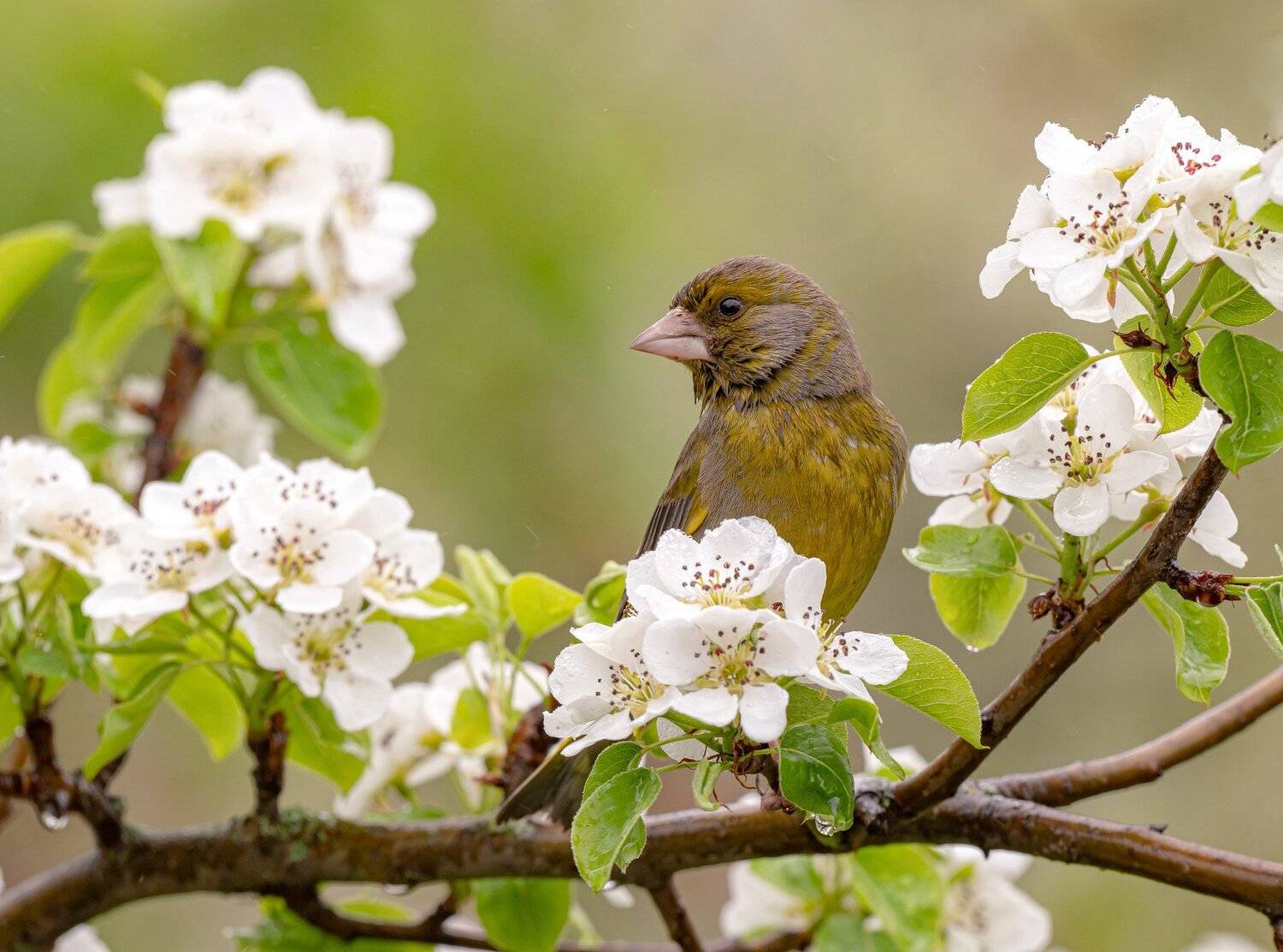 птицы,природа, весна, Андрей Киселёв