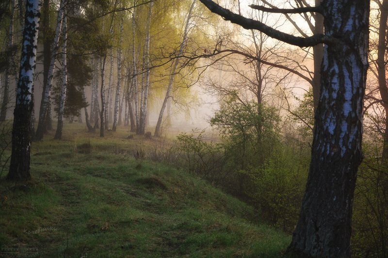 пейзаж, туман, рассвет, акварель Рассвет в березовой роще фото превью