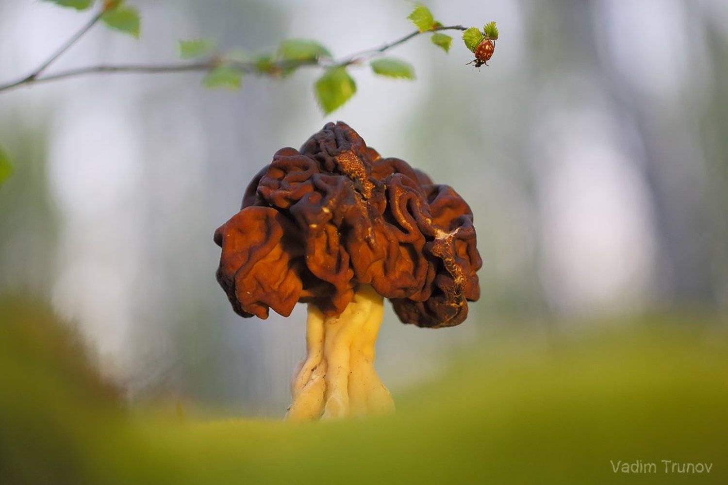 строчок, макро, гриб, божья коровка, Вадим Трунов