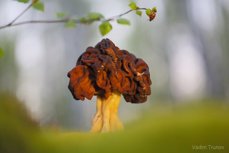 строчок, макро, гриб, божья коровка Строчок фото превью