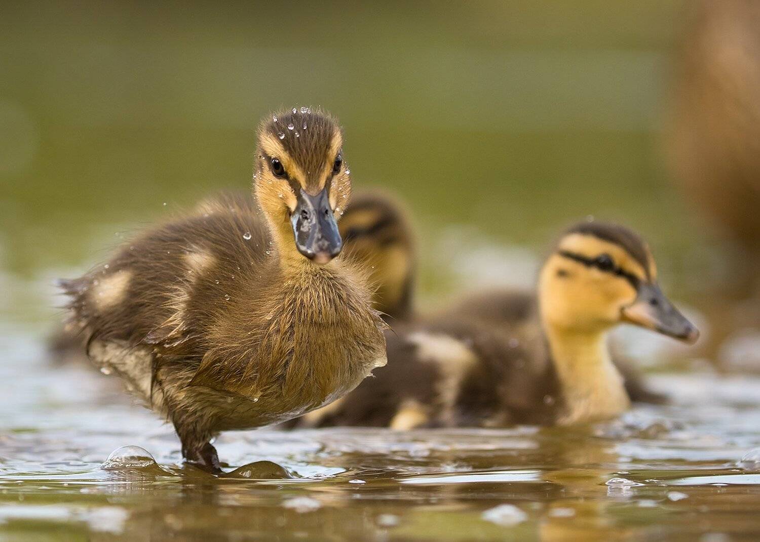 , Robert Adamec