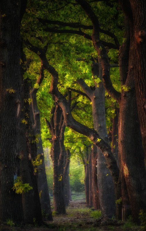 Дуб фото превью