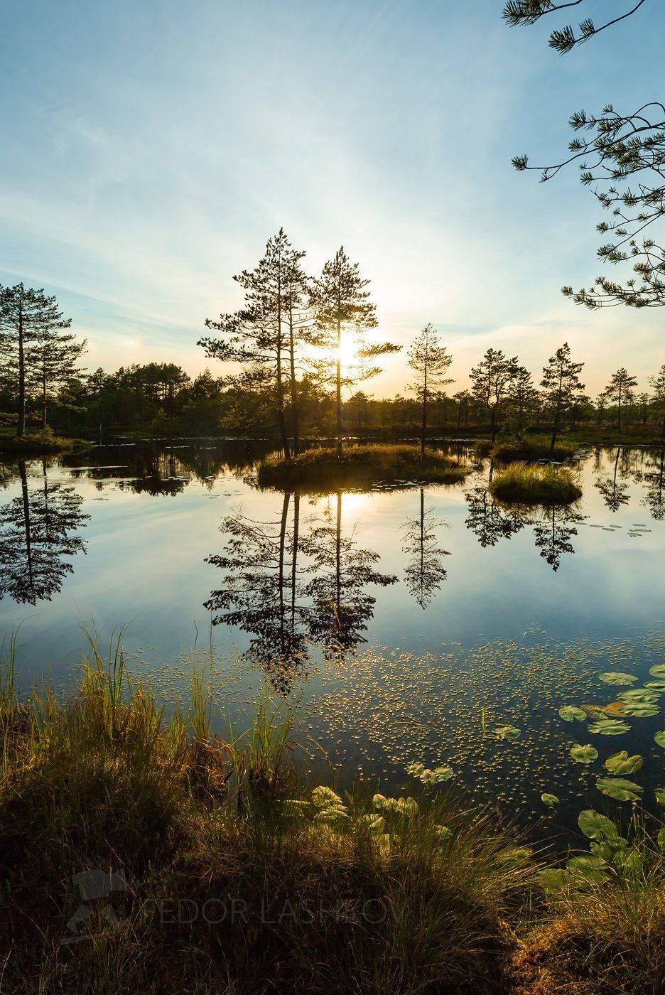 ленинградская область, закат, солнце, лето, сосна, озеро, болото, отражение, деревья, берег, листья, кубышка, остров,, Лашков Фёдор